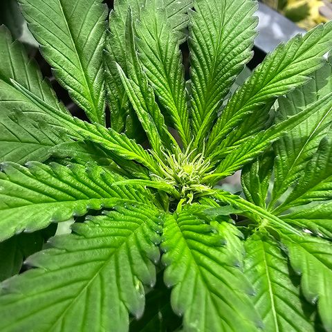 Bag Seed #1 growlog timeline photo