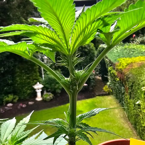 Bag Seed #1 growlog timeline photo