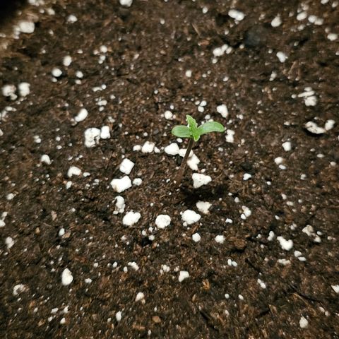 Amnesia Haze Auto #2 growlog timeline photo