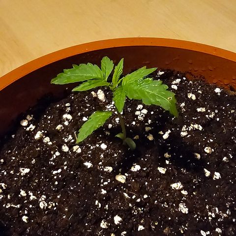 Lemon Auto #5 growlog timeline photo