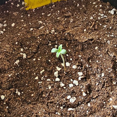 Amnesia Haze Auto #2 growlog timeline photo