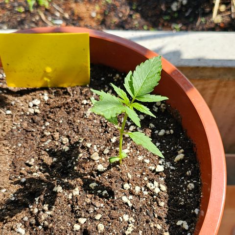 Lemon Auto #5 growlog timeline photo