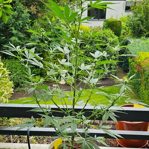 Gelato OG Auto #1 growlog timeline photo