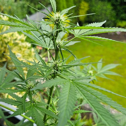 Gelato OG Auto #1 growlog timeline photo