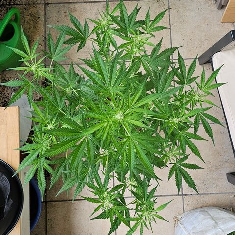 Gelato OG Auto #1 growlog timeline photo