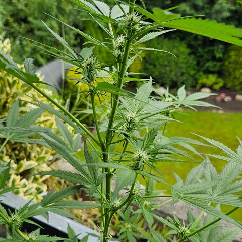 Gelato OG Auto #1 growlog timeline photo