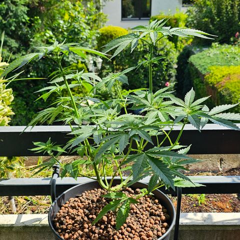 Bag Seed #1 growlog timeline photo