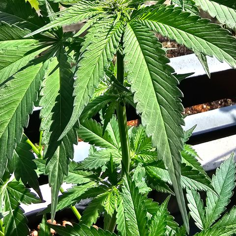 Bag Seed #1 growlog timeline photo
