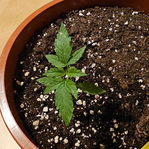 Lemon Auto #5 growlog timeline photo