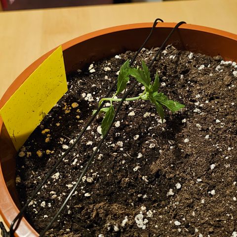 Lemon Auto #5 growlog timeline photo