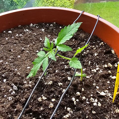 Lemon Auto #5 growlog timeline photo