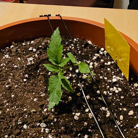 Lemon Auto #5 growlog timeline photo
