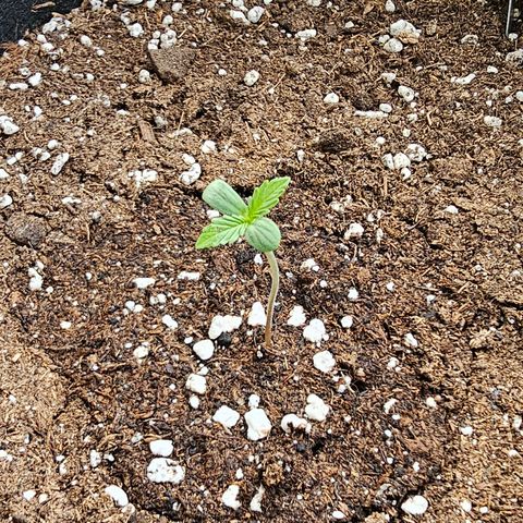 Amnesia Haze Auto #2 growlog timeline photo