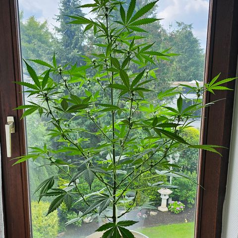 Gelato OG Auto #1 growlog timeline photo