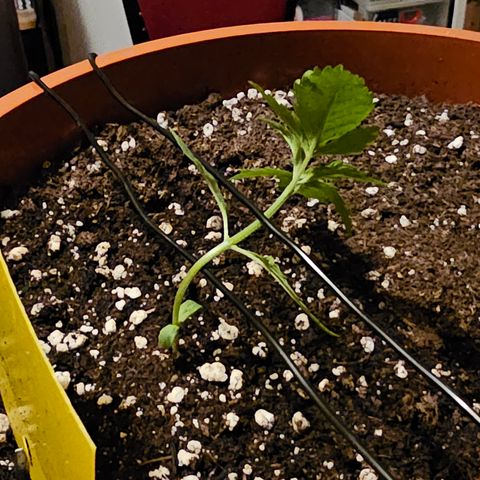 Lemon Auto #5 growlog timeline photo