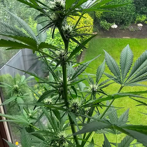 Gelato OG Auto #1 growlog timeline photo