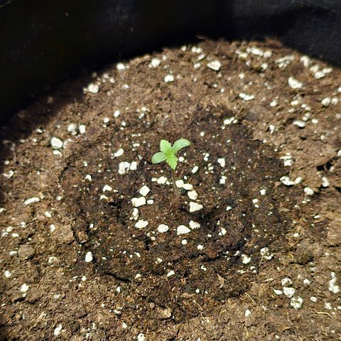 Amnesia Haze Auto #2 growlog timeline photo