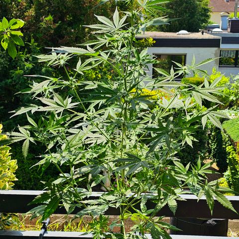 Gelato OG Auto #1 growlog timeline photo