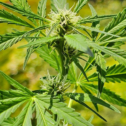 Gelato OG Auto #1 growlog timeline photo