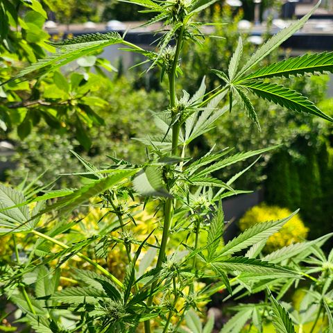 Gelato OG Auto #1 growlog timeline photo