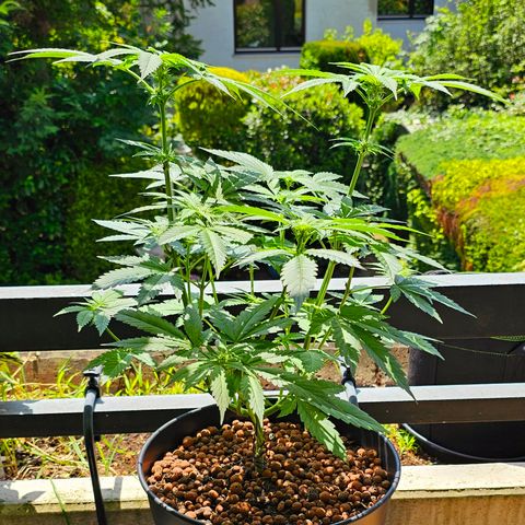 Bag Seed #1 growlog timeline photo