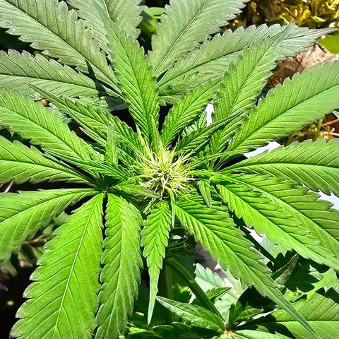Bag Seed #1 growlog timeline photo