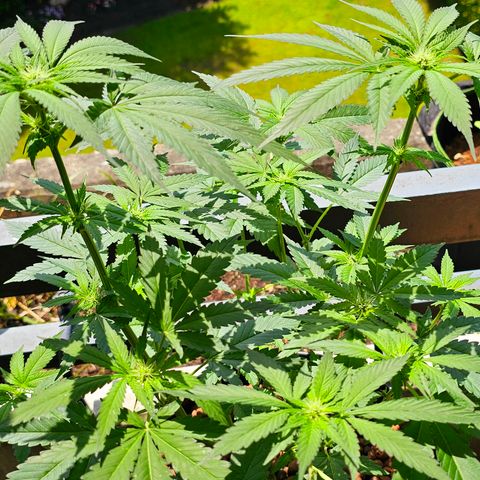 Bag Seed #1 growlog timeline photo