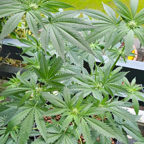 Bag Seed #1 growlog timeline photo