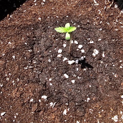 Amnesia Haze Auto #2 growlog timeline photo