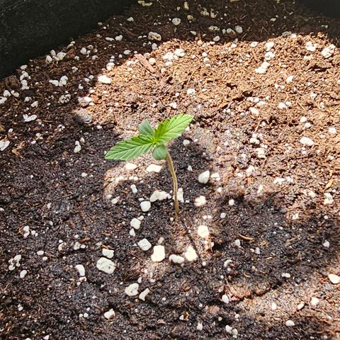 Amnesia Haze Auto #2 growlog timeline photo