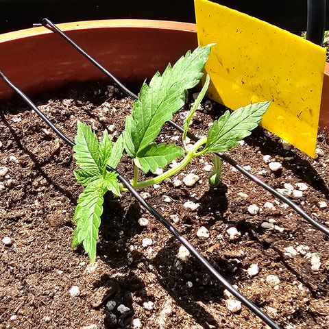 Lemon Auto #5 growlog timeline photo