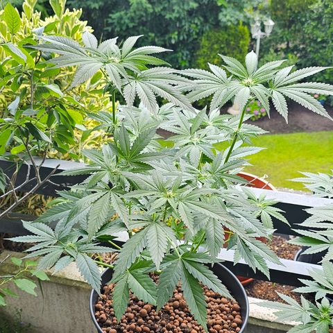 Bag Seed #1 growlog timeline photo