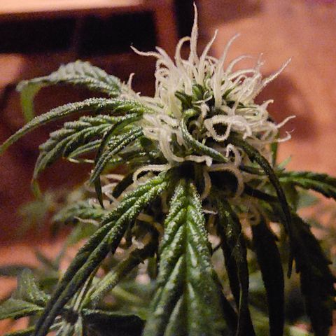 Gelato OG Auto #1 growlog timeline photo