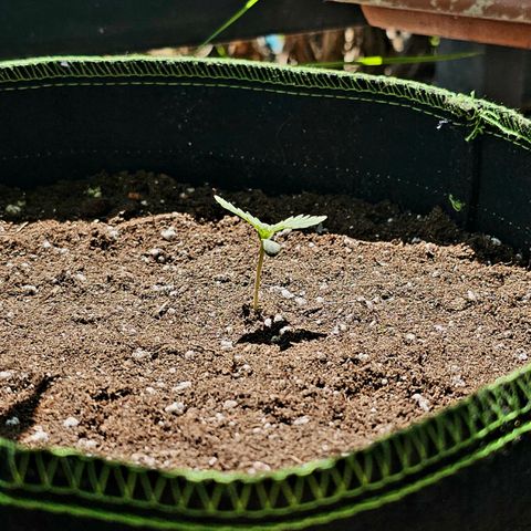 Amnesia Haze Auto #2 growlog timeline photo