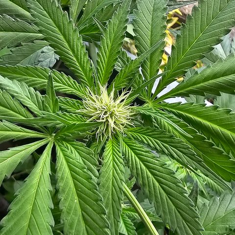 Bag Seed #1 growlog timeline photo