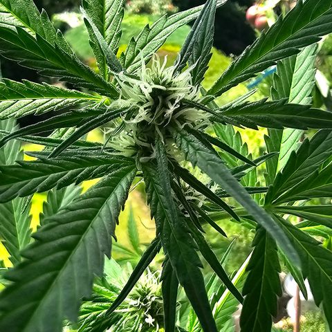 Gelato OG Auto #1 growlog timeline photo
