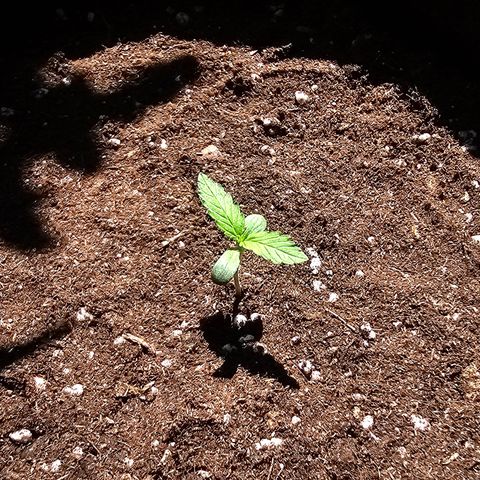 Amnesia Haze Auto #2 growlog timeline photo