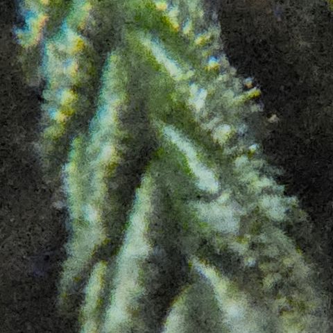 Gelato OG Auto #1 growlog timeline photo