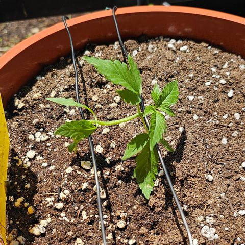 Lemon Auto #5 growlog timeline photo