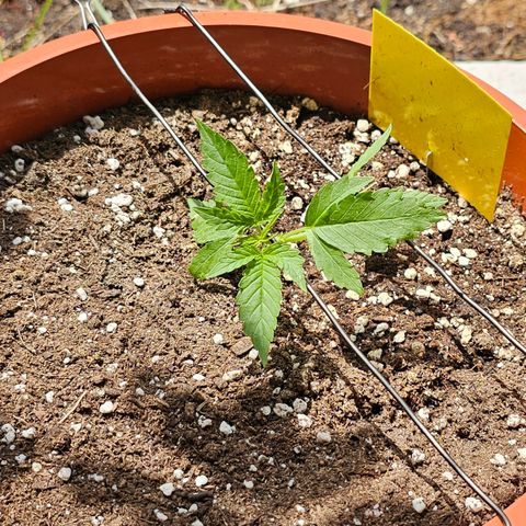 Lemon Auto #5 growlog timeline photo