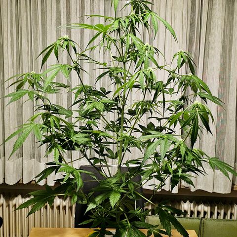 Gelato OG Auto #1 growlog timeline photo