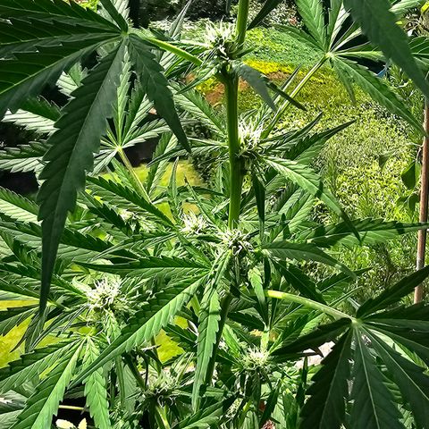 Gelato OG Auto #1 growlog timeline photo