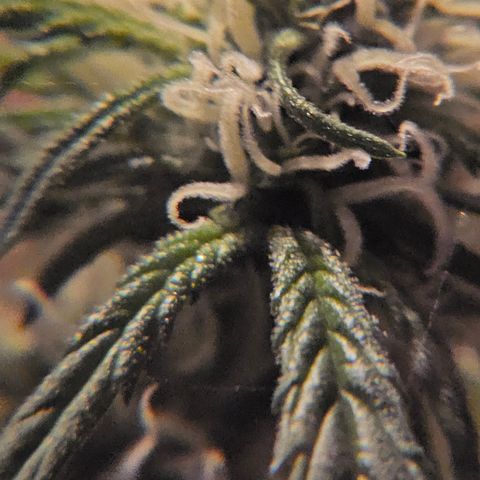 Gelato OG Auto #1 growlog timeline photo