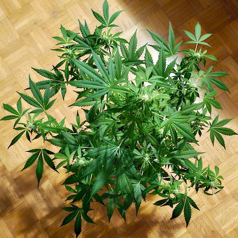 Gelato OG Auto #1 growlog timeline photo