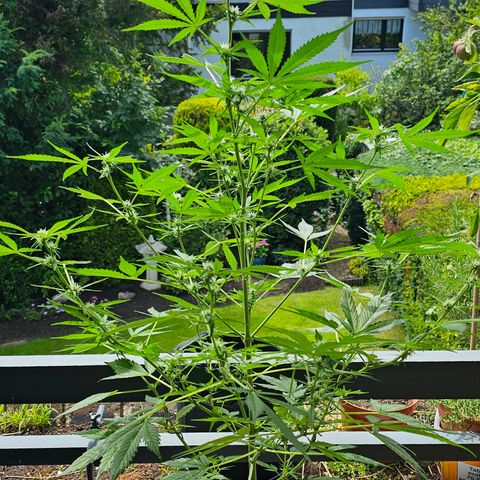 Gelato OG Auto #1 growlog timeline photo