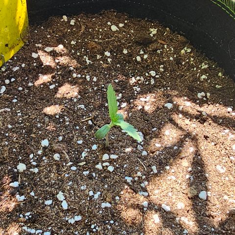 Amnesia Haze Auto #2 growlog timeline photo