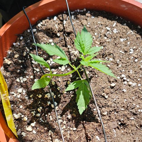 Lemon Auto #5 growlog timeline photo