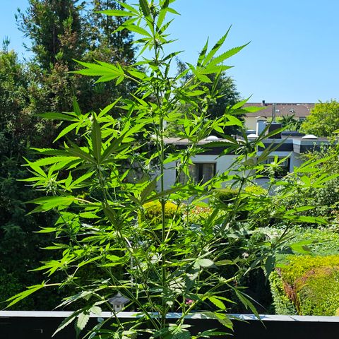 Gelato OG Auto #1 growlog timeline photo
