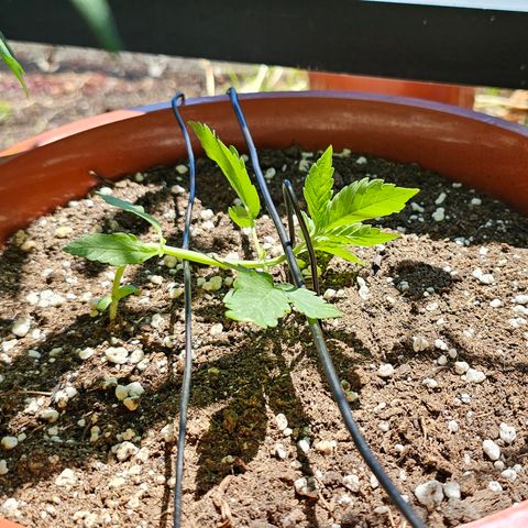 Lemon Auto #5 growlog timeline photo