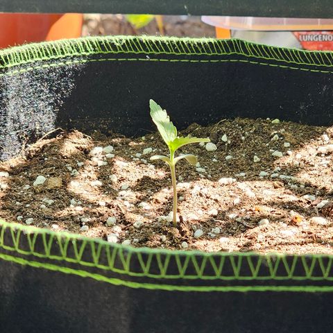 Amnesia Haze Auto #2 growlog timeline photo
